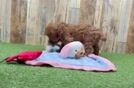 Happy Cavapoo Baby