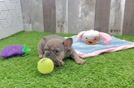 Cute Frenchie Purebred Puppy