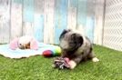 Happy Mini Aussiedoodle Baby