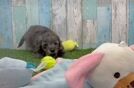 Happy Mini Goldendoodle Baby