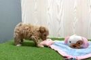 Meet Halo - our Maltipoo Puppy Video