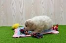 Sweet Maltipoo Baby