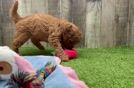 Meet Andrea - our Mini Goldendoodle Puppy Video