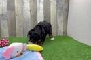 Meet Aldo - our Mini Bernedoodle Puppy Video
