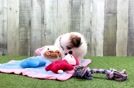 Shih Pom Puppy for Adoption