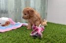 Cavapoo Pup Being Cute