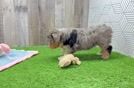 Hypoallergenic Aussiepoo Poodle Mix Puppy