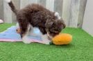 Adorable Mini Australian Shepherd X Poodle Mix Poodle Mix Puppy