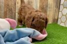 Friendly Cavapoo Baby