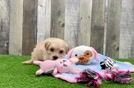 Smart Maltipoo Poodle Mix Pup
