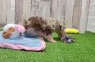 Popular Poodle Baby