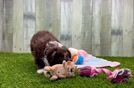 Popular Mini Aussiedoodle Poodle Mix Pup