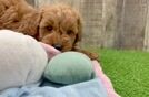 Mini Goldendoodle Pup Being Cute