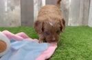 Cavapoo Pup Being Cute