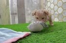 Maltipoo Puppy for Adoption