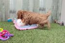 Cavapoo Pup Being Cute