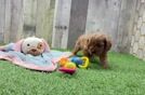 Cavapoo Puppy for Adoption