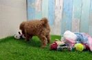Cavapoo Pup Being Cute