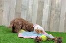 Mini Goldendoodle Pup Being Cute