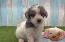 Smart Poochon Poodle Mix Pup