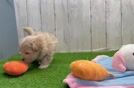 Meet Chaz - our Maltipoo Puppy Video  - Lone Star Pups Funny Maltipoo Poodle Mix Pup