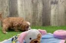 Playful Cavapoodle Poodle Mix Puppy