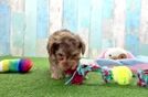 Adorable Yorkiedoodle Poodle Mix Puppy