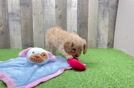 Cavapoo Puppy for Adoption