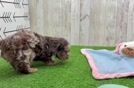 Cute Mini Doxiedoodle Baby