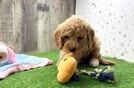 Energetic Golden Doodle Poodle Mix Puppy
