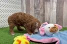 Meet Shazam - our Poodle Puppy Video