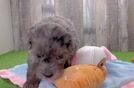 Cute Mini Aussiedoodle Baby