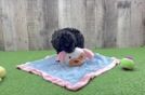 Poodle Puppy for Adoption