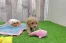 Energetic Bichpoo Poodle Mix Puppy