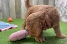 Meet Hayden - our Mini Goldendoodle Puppy Video