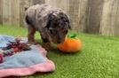 Petite Pooodle Purebred Puppy