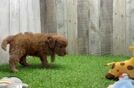 Cavapoo Pup Being Cute