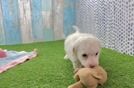 Poochon Puppy for Adoption