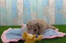 Friendly Maltipoo Baby