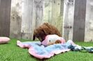 Cavapoo Pup Being Cute