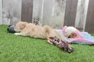 Maltipoo Pup Being Cute