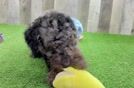Funny Cavapoo Poodle Mix Pup