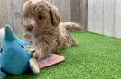 Maltipoo Puppy for Adoption