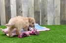 Energetic Moodle Poodle Mix Puppy