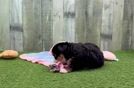 Hypoallergenic Aussiepoo Poodle Mix Puppy