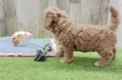 Mini Goldendoodle Puppy for Adoption
