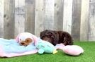 Hypoallergenic Cavadoodle Poodle Mix Puppy