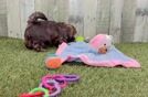 Meet Mya - our Shih Poo Puppy Video
