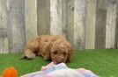 Small Mini Goldendoodle Baby