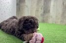 Fluffy Cavapoo Poodle Mix Pup